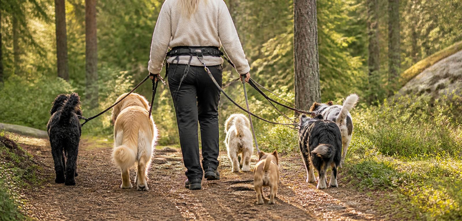 En hundpromenadör sett bakifrån med midjebälte och koppel promenerar 5–6 kopplade hundar i en solig svensk skog