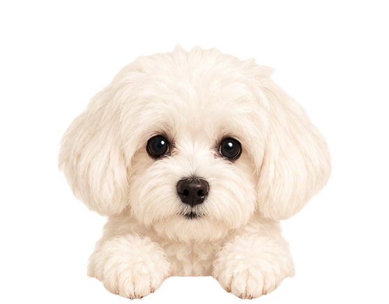 Vovvebussen – liten vit hund